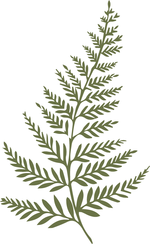 LAURA SAUVAGE_ILLUSTRATION_FOUGERE_FOUGERE