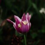 Elodie - Mes petites fleurs d'Auvergne